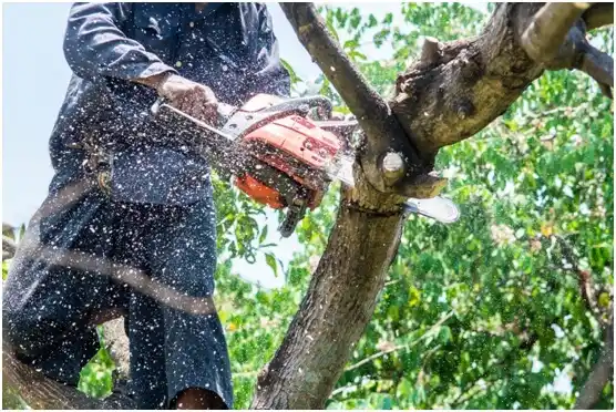 tree services Solon Springs